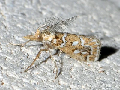 Hypotia leucographalis