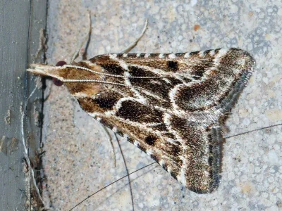 Stemmatophora borgialis