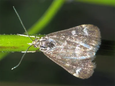 Pyrausta nigrata