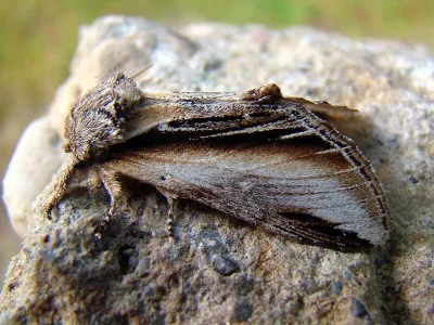 Pheosia tremula