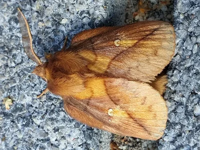 Euthrix potatoria