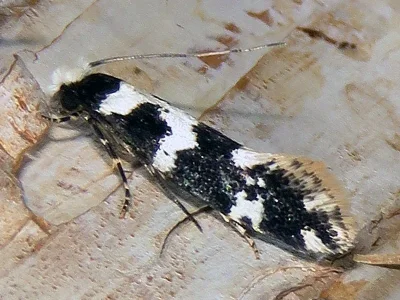Neurothaumasia ankerella