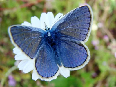 Polyommatus (Polyommatus) icarus