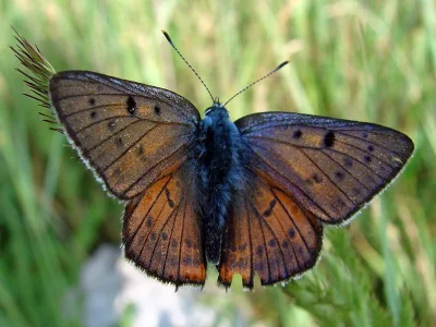 Lycaena (Thersamolycaena) alciphron