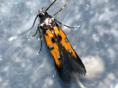 Chrysoclista linneella