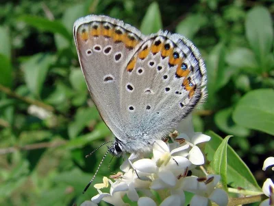 Plebejus (Lycaeides) argyrognomon