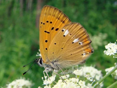 Lycaena (Heodes) virgaureae