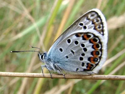 Plebejus (Plebejus) argus