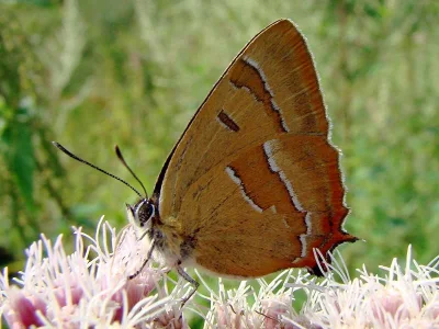 Thecla betulae