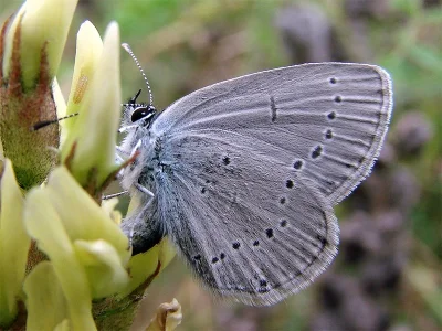 Cupido (Cupido) minimus