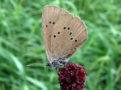 Phengaris nausithous