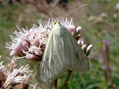Sitochroa palealis