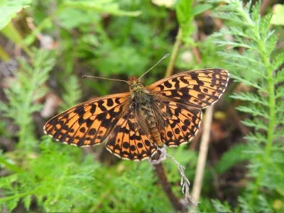 Boloria (Clossiana) dia