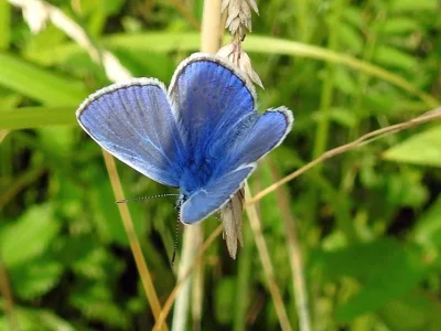 Polyommatus (Polyommatus) icarus