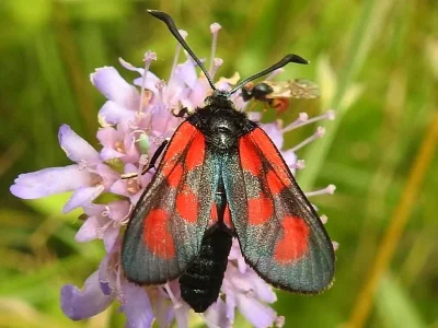 Zygaena (Agrumenia) loti