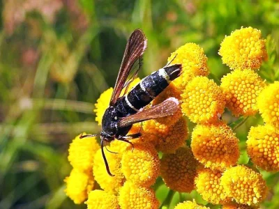 Paranthrene tabaniformis