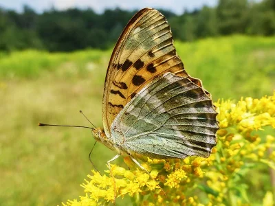 Argynnis (Argynnis) paphia