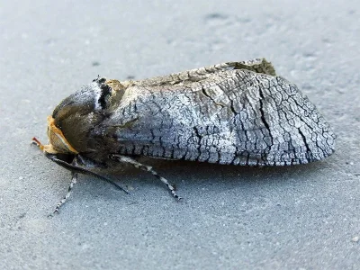 Cossus cossus