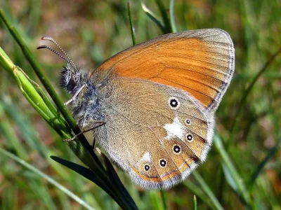 Coenonympha glycerion