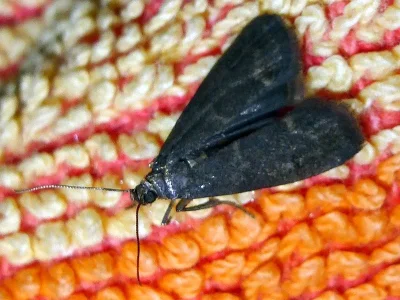 Eccopisa effractella