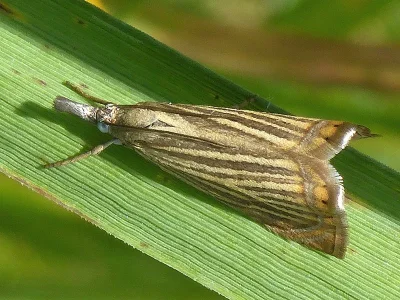Chrysoteuchia culmella