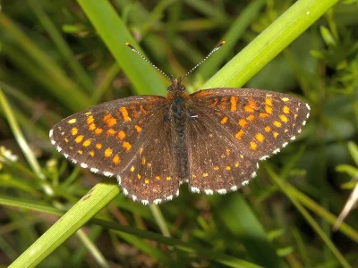 Melitaea diamina