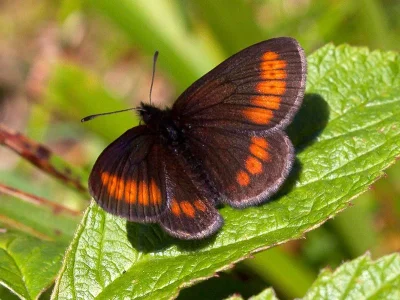 Erebia sudetica
