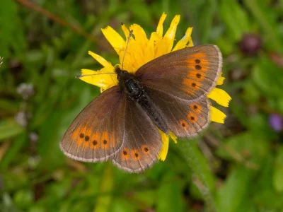 Erebia epiphron