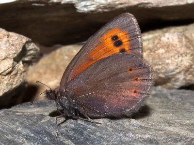 Erebia epiphron