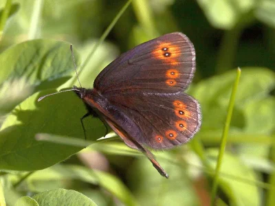 Erebia medusa