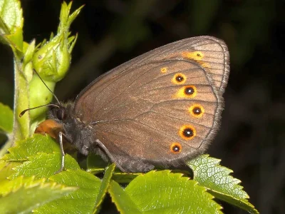 Erebia medusa
