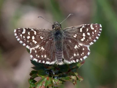 Pyrgus malvae