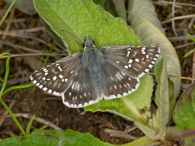 Pyrgus carthami