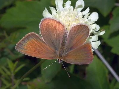 Polyommatus (Agrodiaetus) ripartii