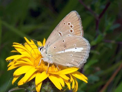Polyommatus (Agrodiaetus) ripartii