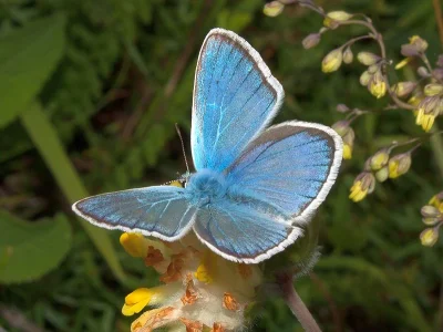 Polyommatus (Plebicula) dorylas