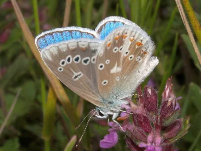 Polyommatus (Plebicula) dorylas