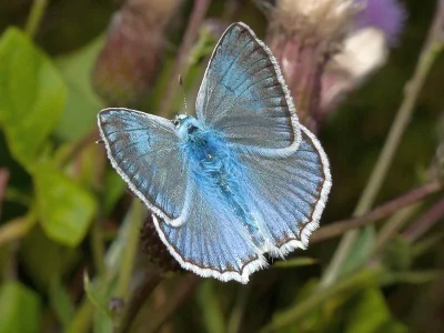Polyommatus (Meleageria) daphnis