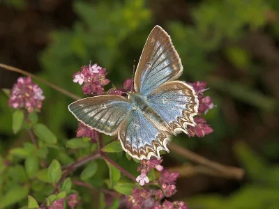 Polyommatus (Meleageria) daphnis
