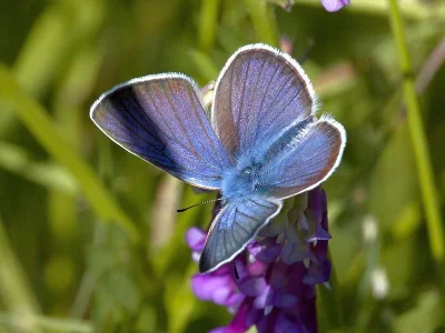 Cyaniris semiargus