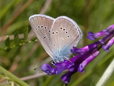 Cyaniris semiargus