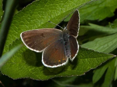 Eumedonia eumedon
