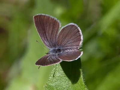 Cupido (Cupido) minimus
