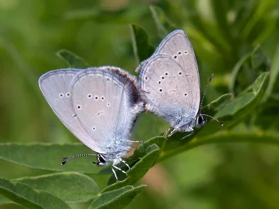 Cupido (Cupido) minimus