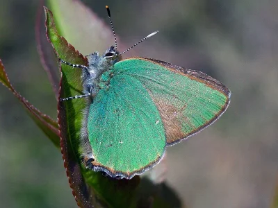 Callophrys (Callophrys) rubi