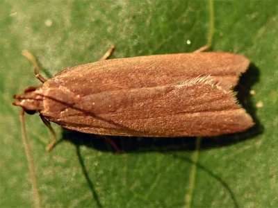 Acompsia (Acompsia) cinerella