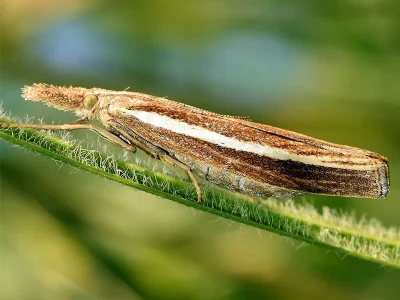 Agriphila selasella