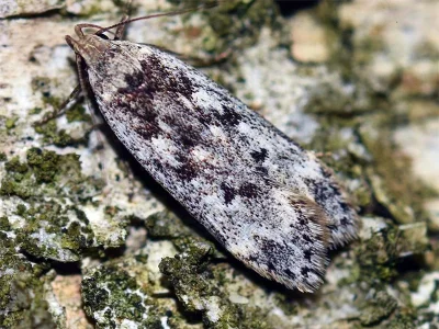Anacampsis blattariella