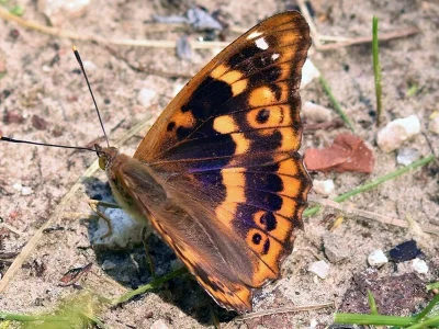 Apatura ilia