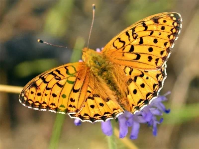 Argynnis (Speyeria) aglaja